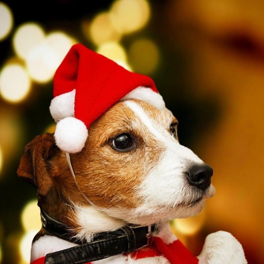 Santa Hat Plush - クリスマスペットサンタ帽子 赤いぬいぐるみキャップ 犬 猫 子犬 子猫用